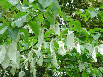 Davidia involucrata 25